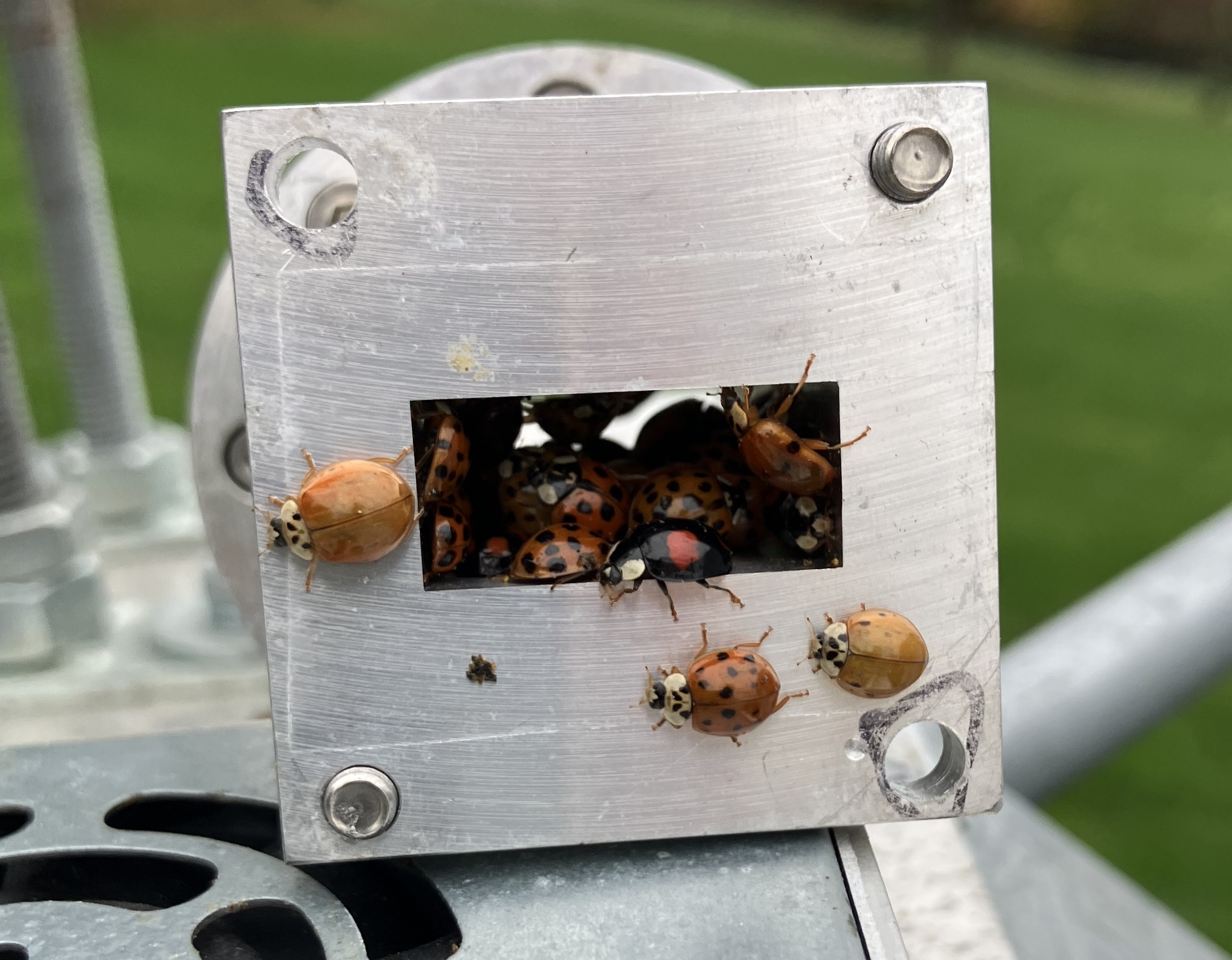 G4YTL ladybird bugs in feed